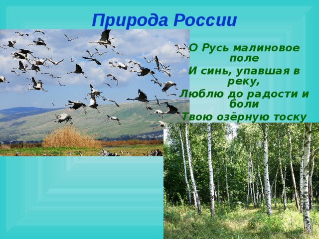 Природа России О Русь малиновое поле И синь, упавшая в реку, Люблю до радости и боли Твою озёрную тоску 