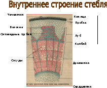 Кожица и пробка стебля функции. Кожица стебля и пробка это ткани ответ. Кожица пробка Луб особенности строения клеток. Игра на тему стебель. Луб состоит из мертвых клеток