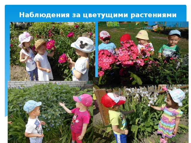 Наблюдения за цветущими растениями 