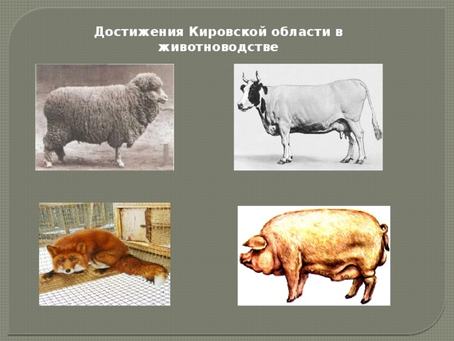 Домашнее сельскохозяйственное животное сообщение 3 класс окружающий. Отрасли животноводства Кировской области. Сельскохозяйственные животные Кировской области. Скотоводство в Кировской области. Животноводство млекопитающие.