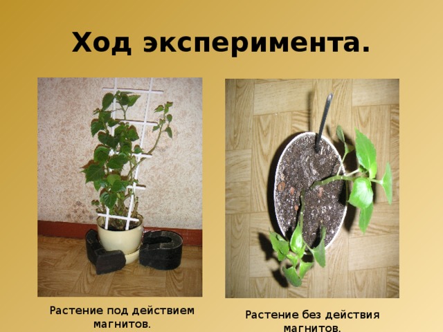 Опыты над растениями. Влияние магнитного поля на растения. Опыт растение с труб. Естественные опыты над растениями.
