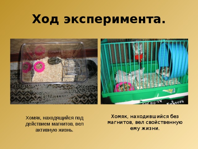 Ход эксперимента. Хомяк, находившийся без магнитов, вел свойственную ему жизни. Хомяк, находящийся под действием магнитов, вел активную жизнь. 