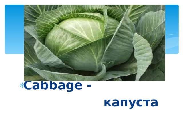 Cabbage -   капуста 