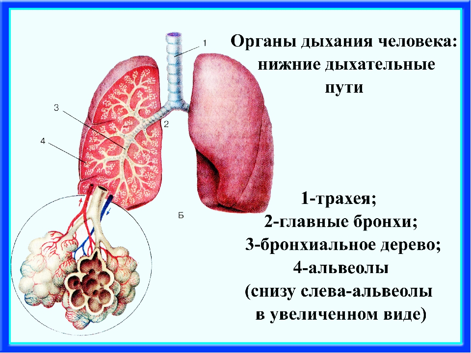 Легочные пузырьки в легких. Дыхательная система альвеолы. Строение дыхательной системы альвеолы. Строение легких альвеолы бронхи. Альвеола дыхательная строение.