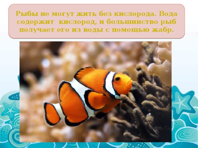 Рыбы не могут жить без кислорода. Вода содержит кислород, и большинство рыб получает его из воды с помощью жабр. 