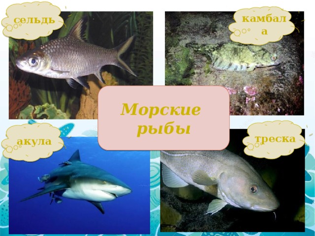 сельдь камбала Морские рыбы треска акула 