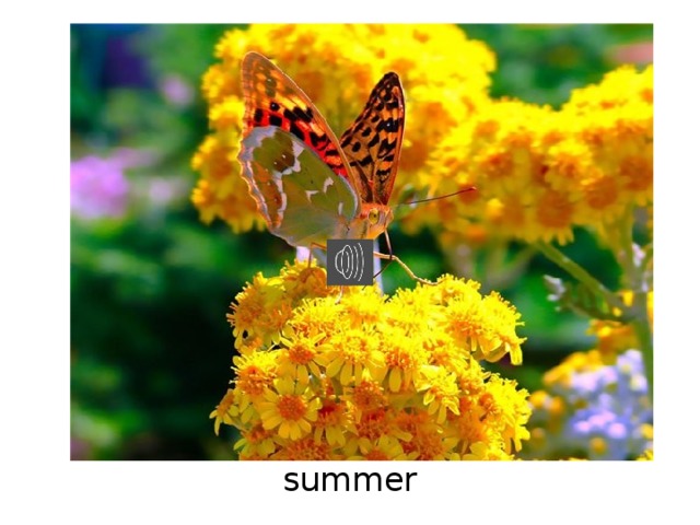 summer 
