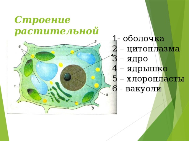 Строение растительной клетки 1- оболочка 2 – цитоплазма 3 – ядро 4 – ядрышко 5 – хлоропласты 6 - вакуоли 