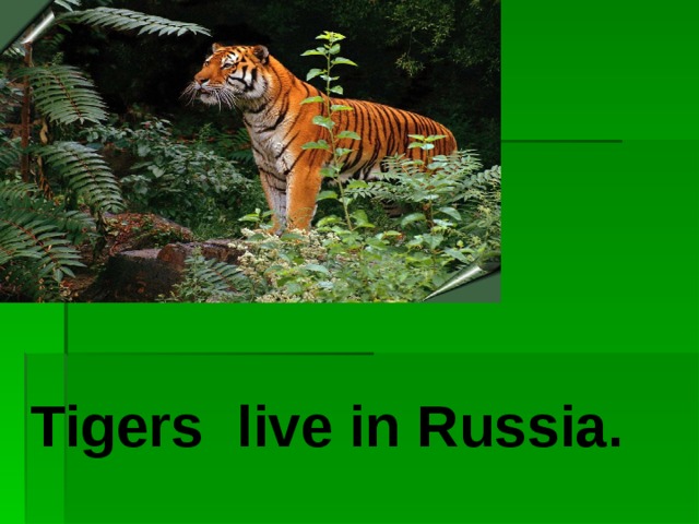 Tigers live in Russia. .