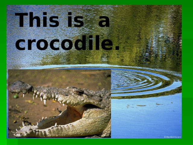 This is a crocodile.