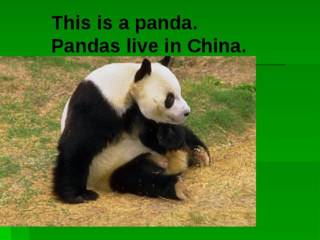 This is a panda. Pandas live in China.