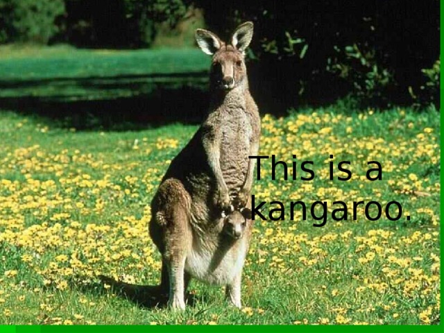 This is a kangaroo.