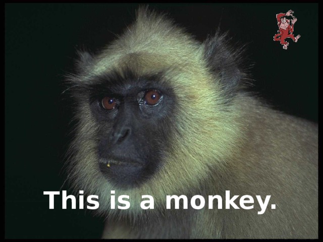 This is a monkey.