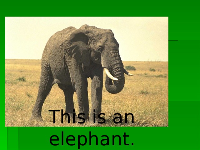This is an elephant.
