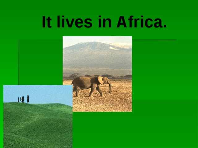 It lives in Africa.