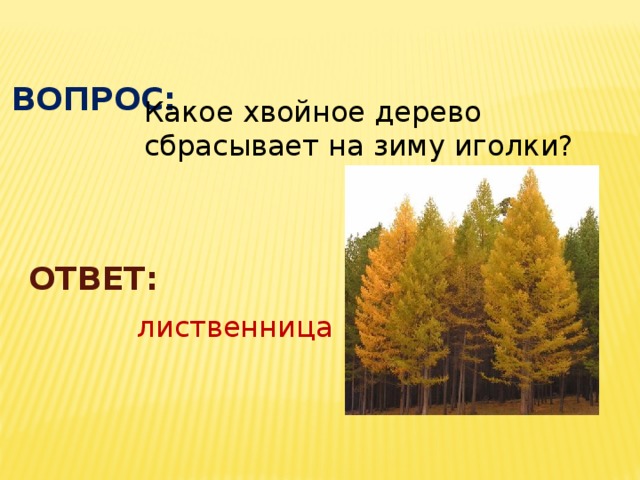 Хвойное дерево сбрасывает. Какое хвойное дерево сбрасывает иголки. Хвойное дерево которое сбрасывает иголки на зиму. Хвойные деревья которые сбрасывают хвою. Лиственница сбрасывает на зиму хвоинки.