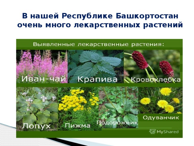 В нашей Республике Башкортостан очень много лекарственных растений 