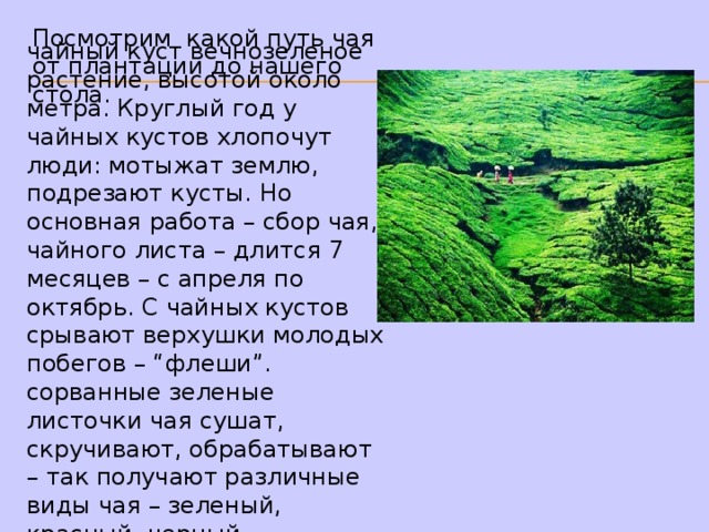 Посмотрим какой путь чая от плантации до нашего стола. чайный куст вечнозеленое растение, высотой около метра. Круглый год у чайных кустов хлопочут люди: мотыжат землю, подрезают кусты. Но основная работа – сбор чая, чайного листа – длится 7 месяцев – с апреля по октябрь. С чайных кустов срывают верхушки молодых побегов – “флеши”. сорванные зеленые листочки чая сушат, скручивают, обрабатывают – так получают различные виды чая – зеленый, красный, черный. 