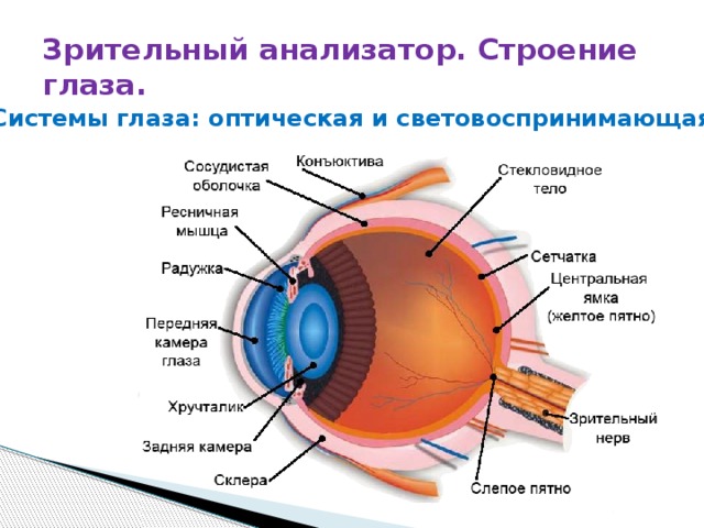 Зрительный анализатор. Строение глаза. Системы глаза: оптическая и световоспринимающая 