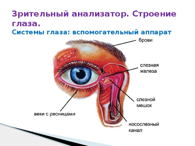 Брови аппарат глаза. Вспомогательный аппарат зрительного анализатора. Зрительный анализатор вспомогательный аппарат глаза. Строение глазного яблока и его вспомогательного аппарата. Строение вспомогательного аппарата глаза анатомия.