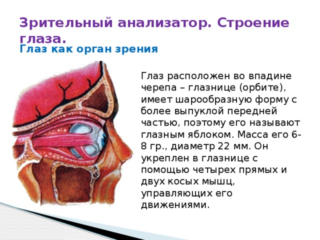 Глазные яблоки расположены в парных углублениях черепа. Зрительный анализатор строение глаза. Строение анализатора глаза. Строение зрительного анализатора. Орган зрения зрительный анализатор анатомия.