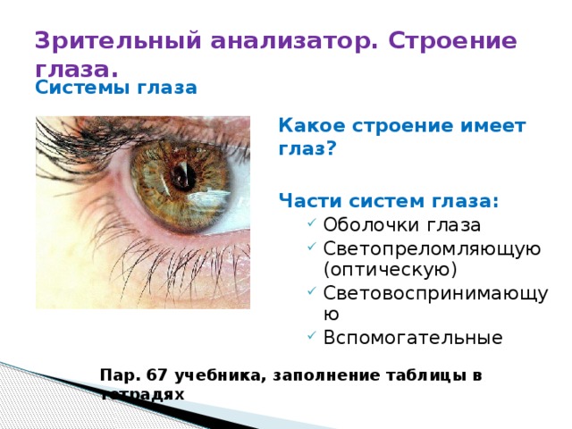 Зрительный анализатор. Строение глаза. Системы глаза Какое строение имеет глаз?  Части систем глаза: Оболочки глаза Светопреломляющую (оптическую) Световоспринимающую Вспомогательные Пар. 67 учебника, заполнение таблицы в тетрадях 
