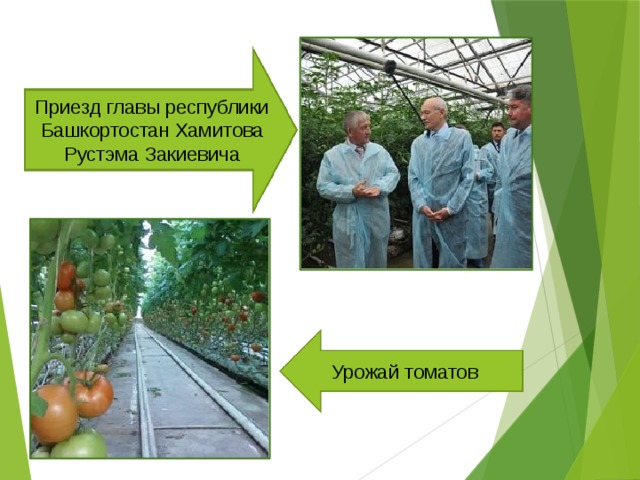 Приезд главы республики Башкортостан Хамитова Рустэма Закиевича  Урожай томатов 