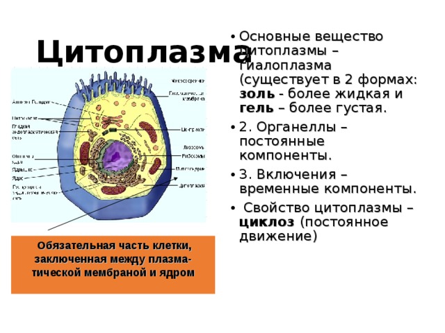 Цитоплазма клетки функции. Строение клетки оболочка цитоплазма органоиды включения. Строение цитоплазмы и органеллы. Основные структурные компоненты клетки цитоплазма. Строение цитоплазмы животной клетки.