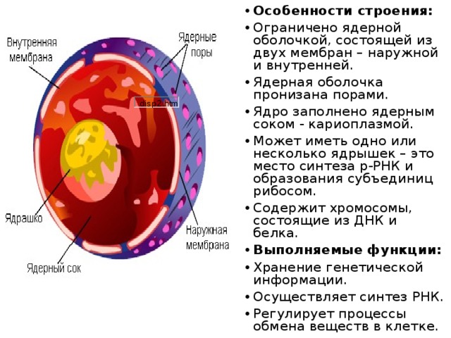 Ядерная оболочка