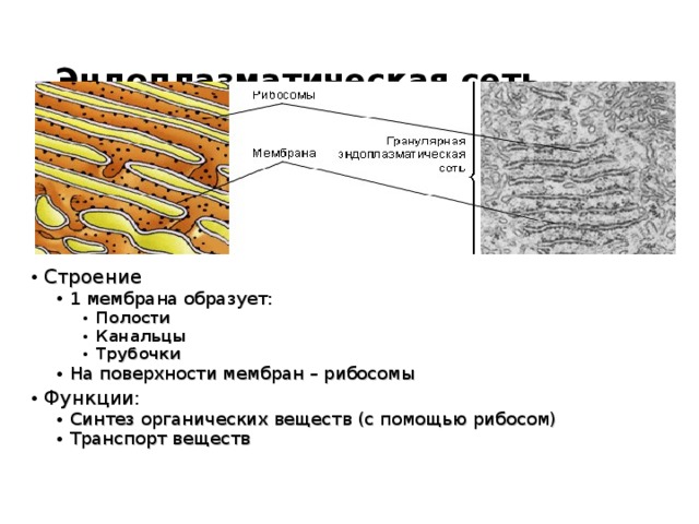 Схема строения эндоплазматической сети