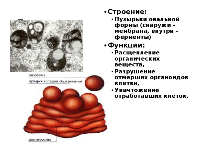 Расщепление органических веществ. Лизосомы строение и функции. Типы лизосом. Везикула строение.