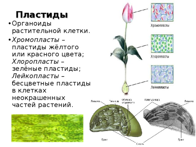 Рисунок пластиды клетки