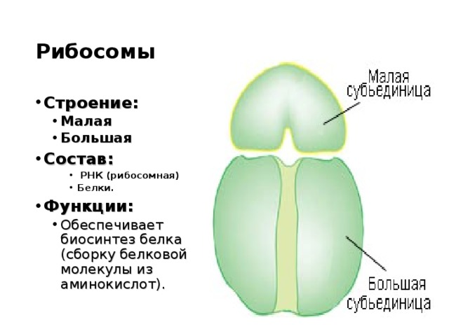 Рибосомы функции рисунок