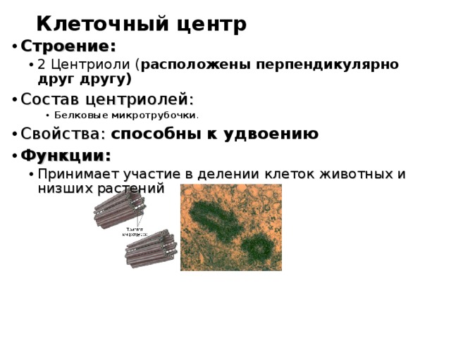 Удвоение центриолей происходит в период. Центриоли клеточного центра функции. Клеточный центр строение состав и функции. Клеточный центр и центриоли строение и функции. Строение клетки клеточный центр строение и функции.