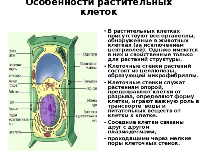 Особенности строения растительной клетки строение и функции