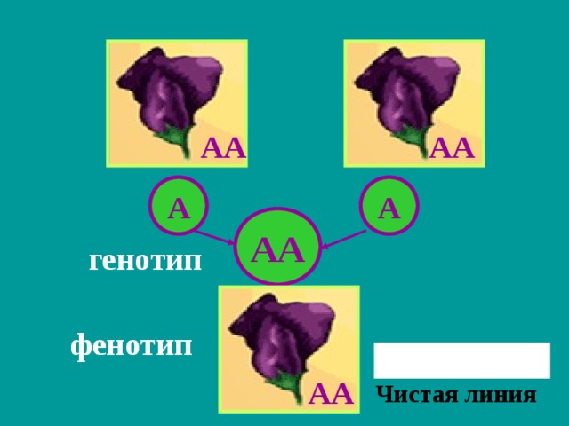 Генотип и здоровье человека 9 класс презентация