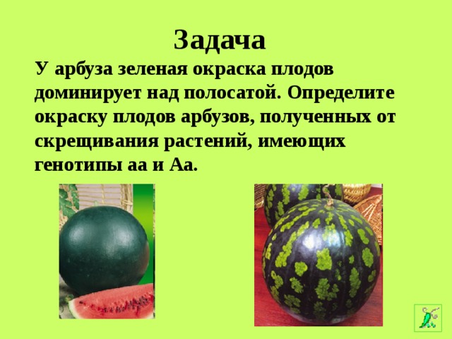 Скрещивание растений арбуза зелеными плодами. Задача у арбуза зеленая окраска плодов. Задача у арбуза зеленая окраска плода доминирует над полосатой. Плоды арбуза могут иметь.