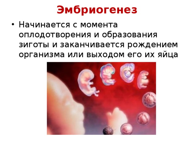 Эмбриогенез Начинается с момента оплодотворения и образования зиготы и заканчивается рождением организма или выходом его их яйца 