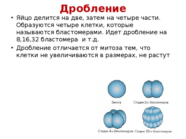 Дробление яйца. Отличие дроблегие от митоза. Дробление яйцо делится на две затем четыре части. Дробление отличается от митоза. Дробление и митоз отличия.