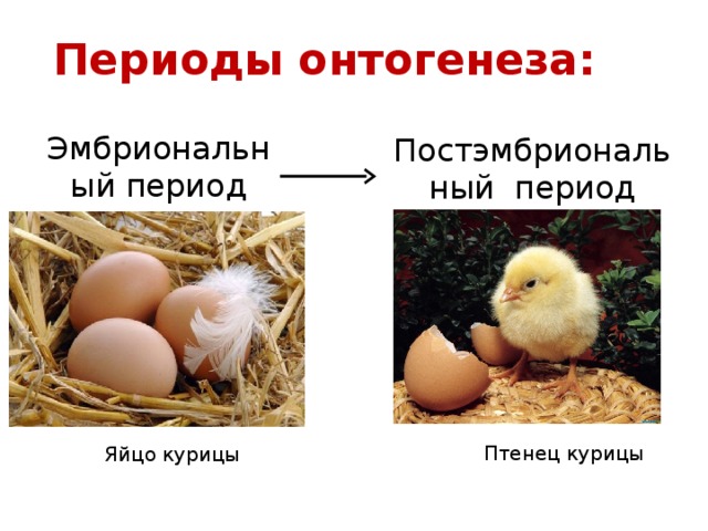 Периоды онтогенеза: Эмбриональный период Постэмбриональный период Птенец курицы Яйцо курицы  