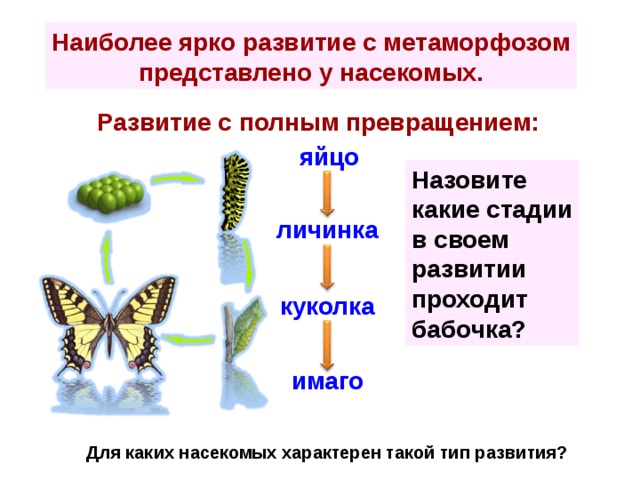 В чем преимущество развития с метаморфозом. Схема развития с полным превращением. Последовательность стадий развития насекомых с полным превращением. Полное превращение характерно для. Развитие бабочки с полным превращением.