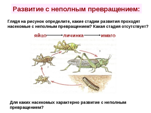 Цикл развития насекомых с неполным превращением. Развитие с неполным метаморфозом.