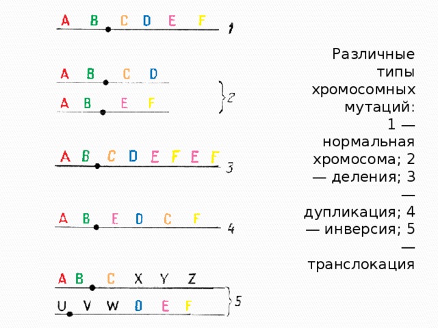 Рассмотрите рисунок определите какие виды мутаций изображены и впишите их названия в соответствии