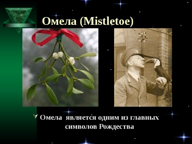 Омела (Mistletoe)