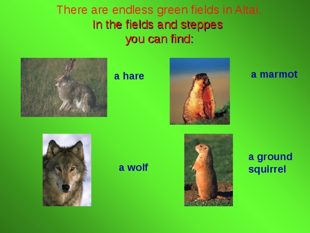 There are endless green fields in Altai. In the fields and steppes  you can find: a marmot a hare a ground squirrel a wolf 