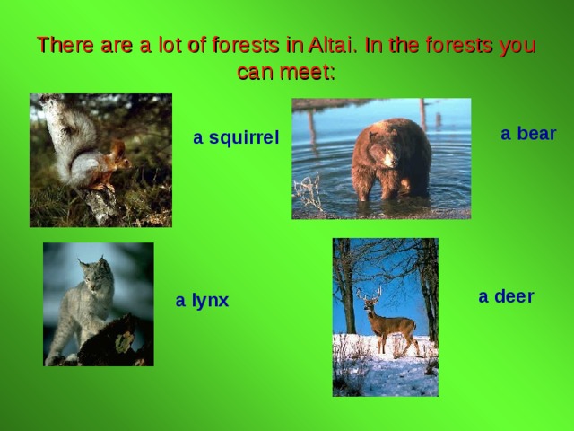 There are a lot of forests in Altai. In the forests you can meet: a bear a squirrel a deer a lynx 