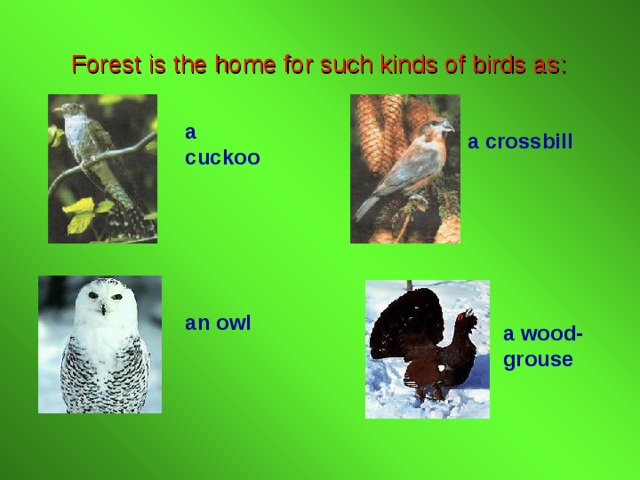 Forest is the home for such kinds of birds as: a cuckoo a crossbill an owl a wood-grouse 