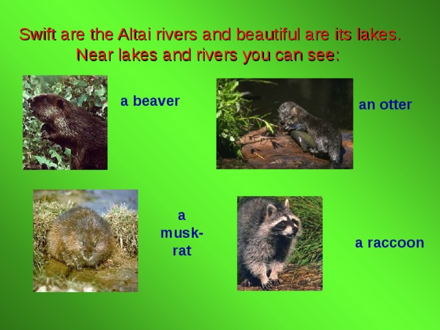 Swift are the Altai rivers and beautiful are its lakes.   Near lakes and rivers you can see: a beaver an otter a musk-rat a raccoon 