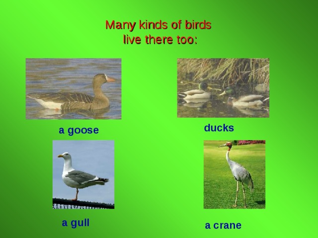 Many kinds of birds  live there too: ducks a goose a gull a crane 