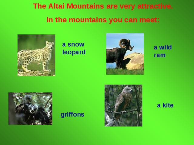 The Altai Mountains are very attractive. In the mountains you can meet: a snow leopard a wild ram a kite  griffons 
